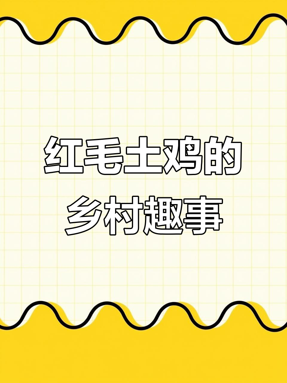 散养红毛大公鸡,乡村生活乐趣多