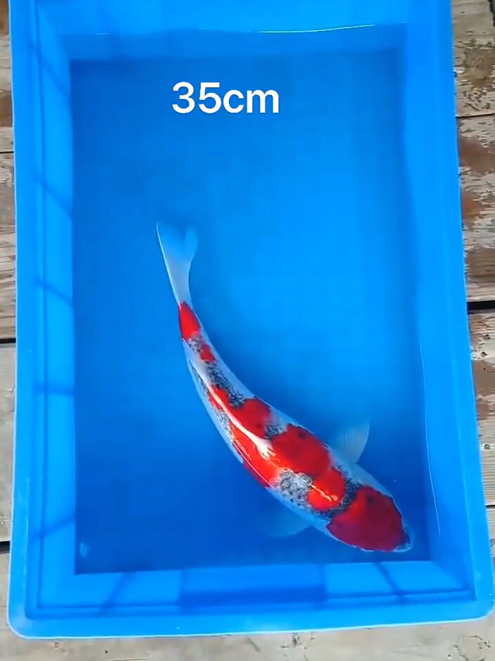 精品五色锦鲤35cm