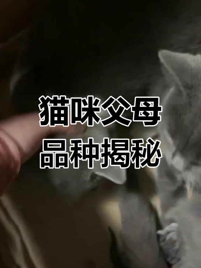 小咪宝宝的爸爸是渐层折耳蓝猫,妈妈则是英短鱼骨纹