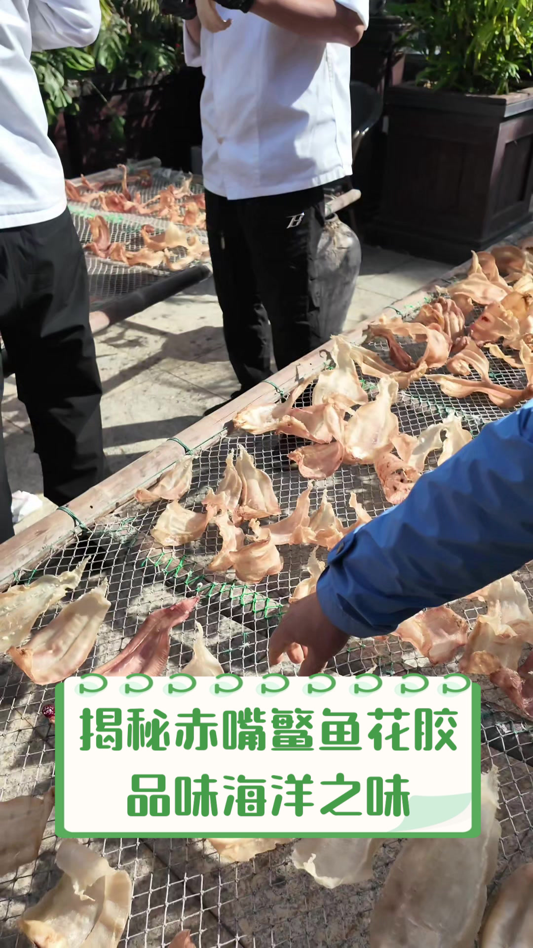 揭秘赤嘴鳘鱼花胶，品味海洋之味