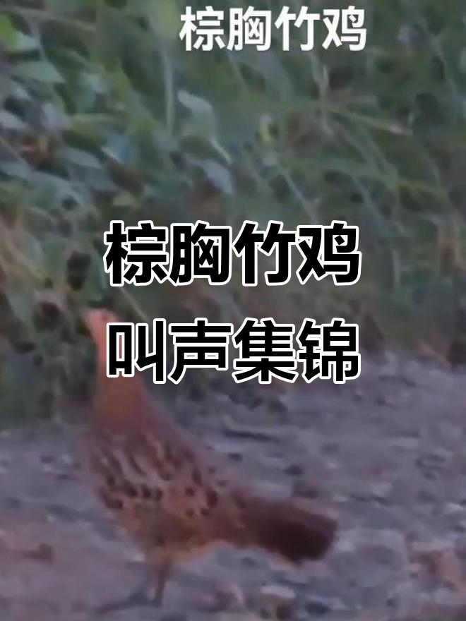 26首棕胸竹鸡叫声大合奏，公母鸟鸣声此起彼伏