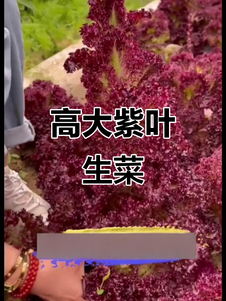 紫叶生菜,阳台种植轻松长成“蔬菜树”