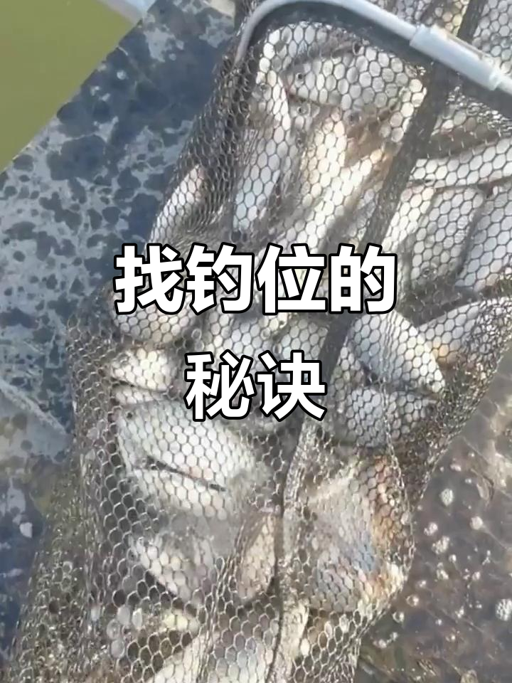 钓鱼技巧大揭秘:如何选钓位才能多钓获
