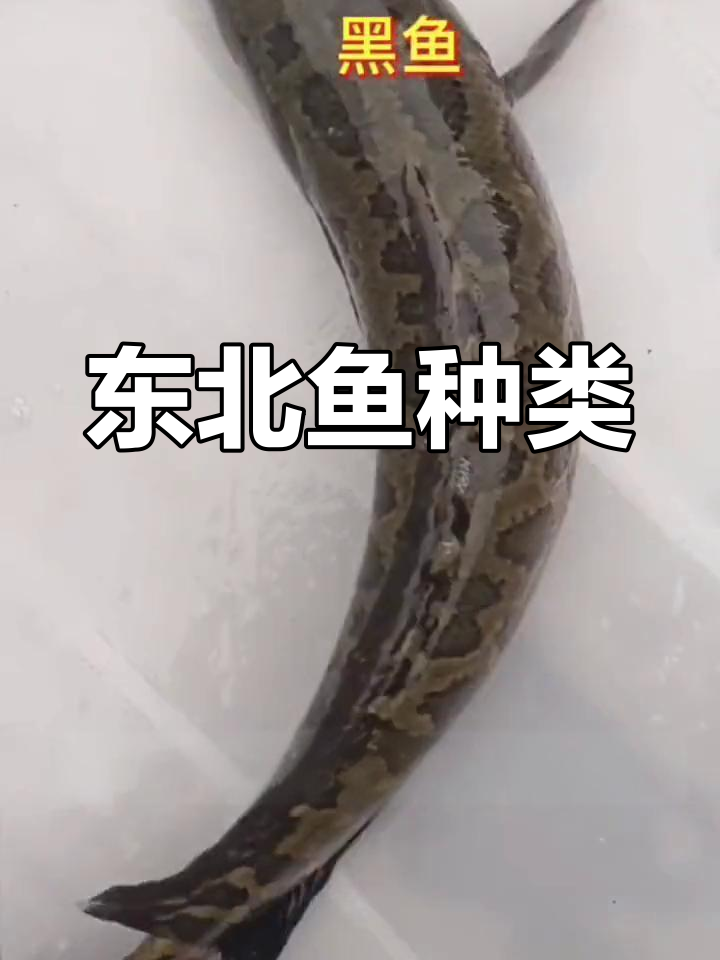 东北常见鱼类汇总