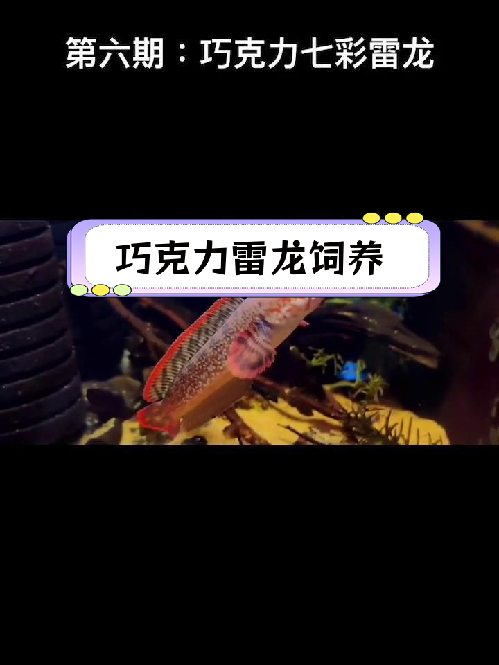 巧克力七彩雷龙饲养指南