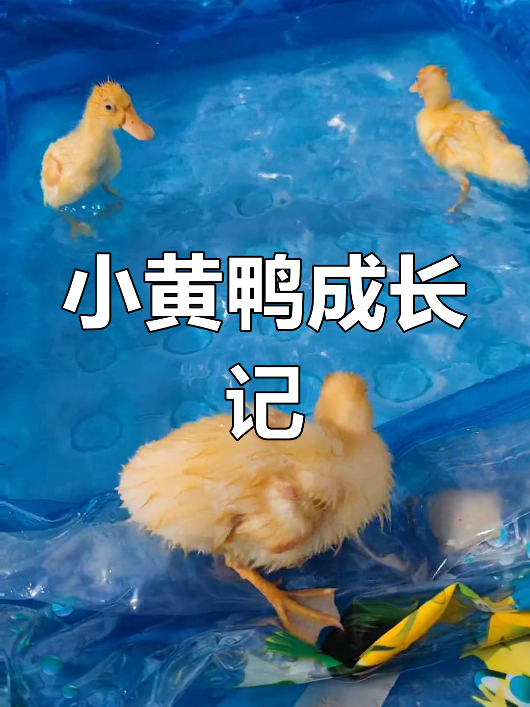 柯尔鸭从出生到长大的变化,萌态十足