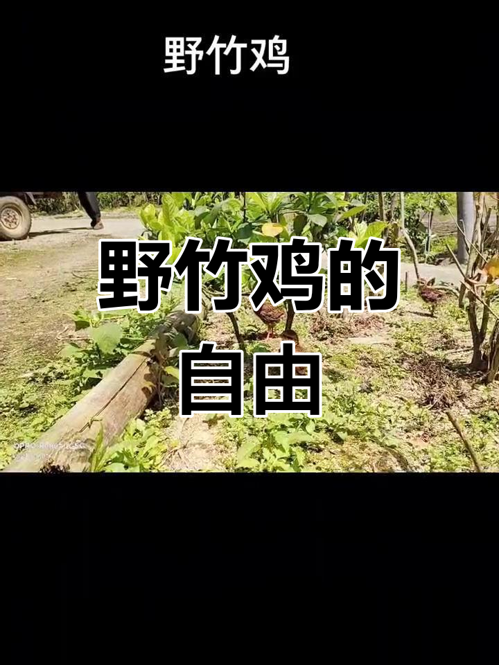 野竹鸡自由自在,比家禽更灵活地奔跑