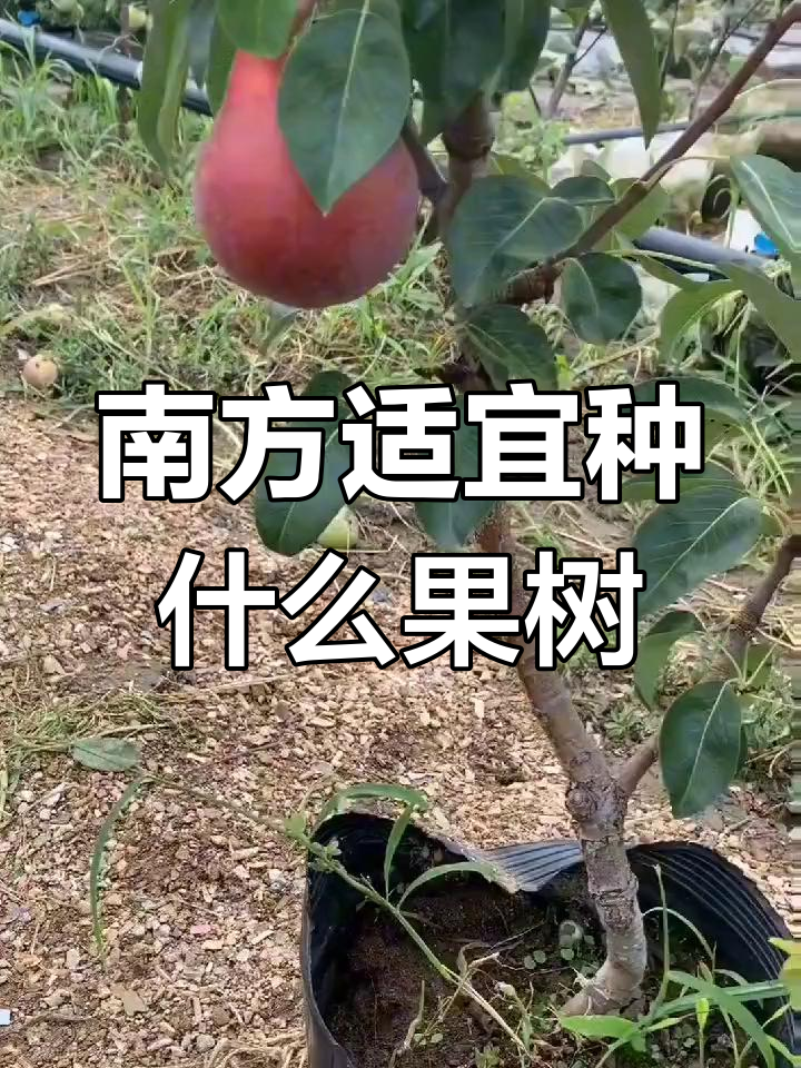 适合南方种植的果树品种推荐,冬桃树苗优质选择
