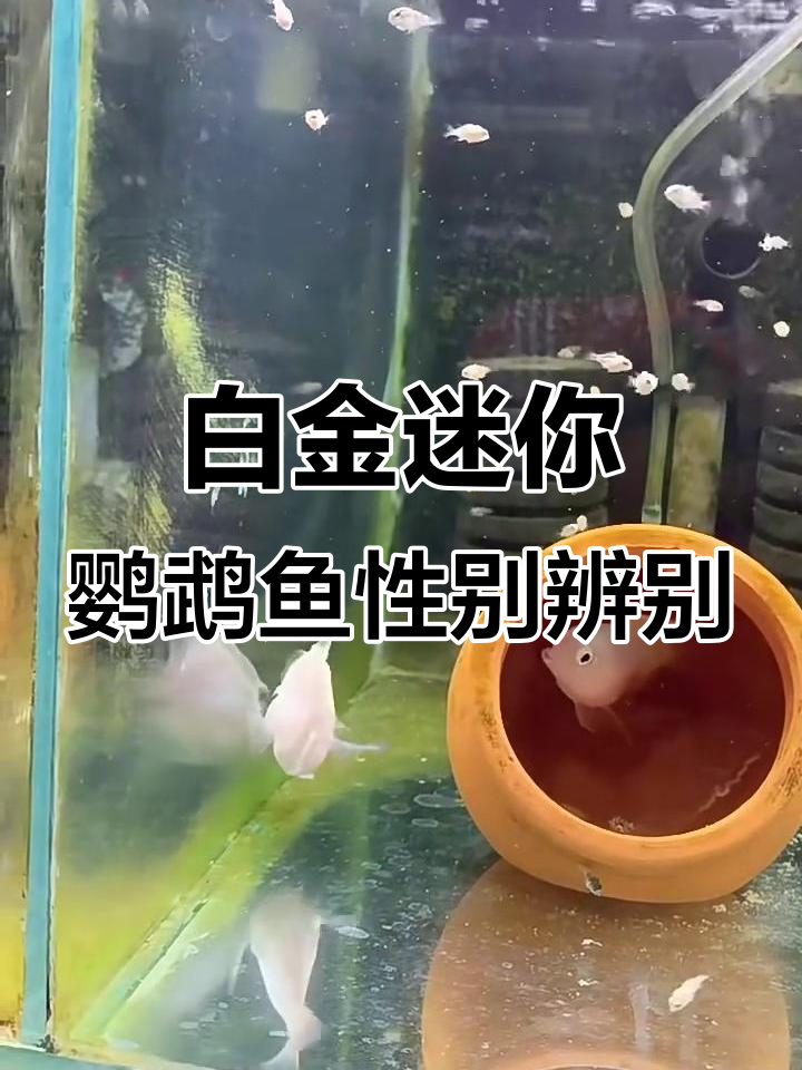 如何区分白金迷你鹦鹉鱼的公母?一看就懂