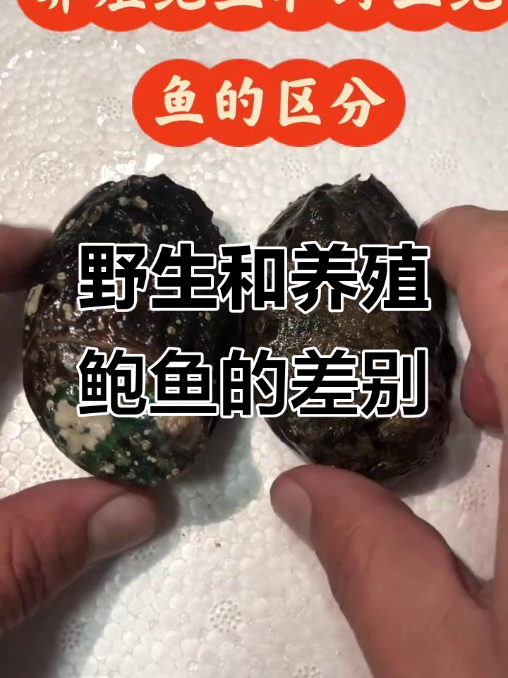 野生与养殖鲍鱼大不同，如何辨别真伪