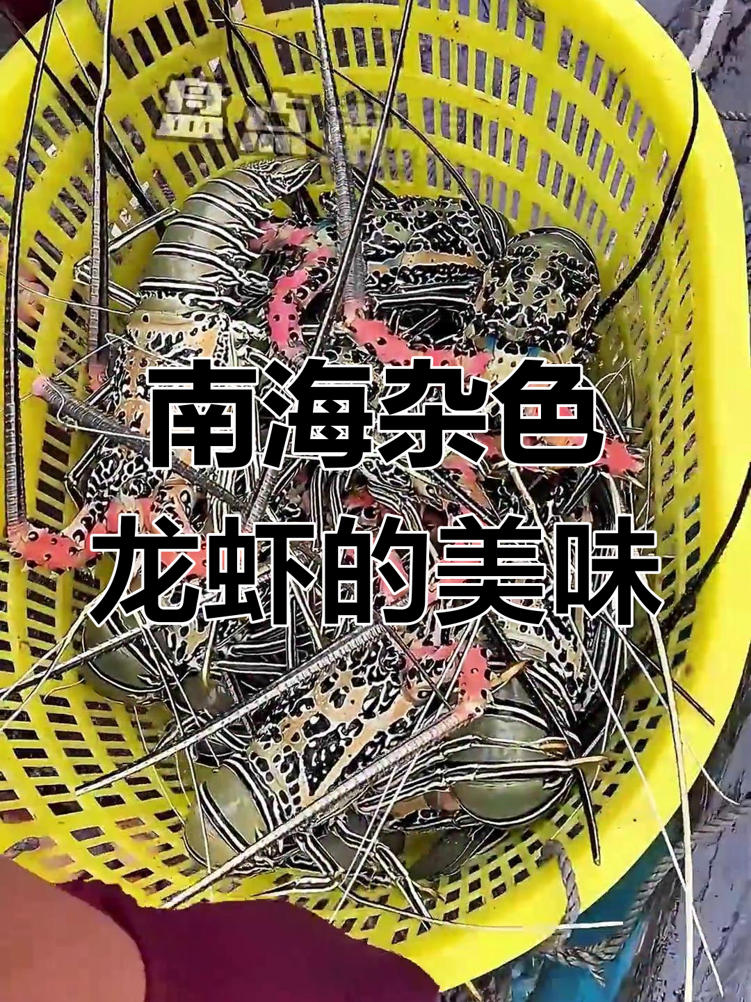 探秘南海杂色龙虾:美味清蒸与稀有珍品