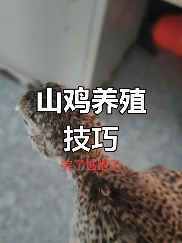 七彩山鸡苗饲养全攻略