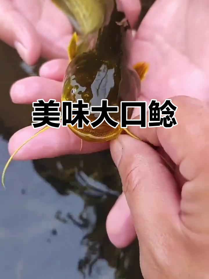 大口鲶肉质鲜美,生长迅速,适应各种水域环境