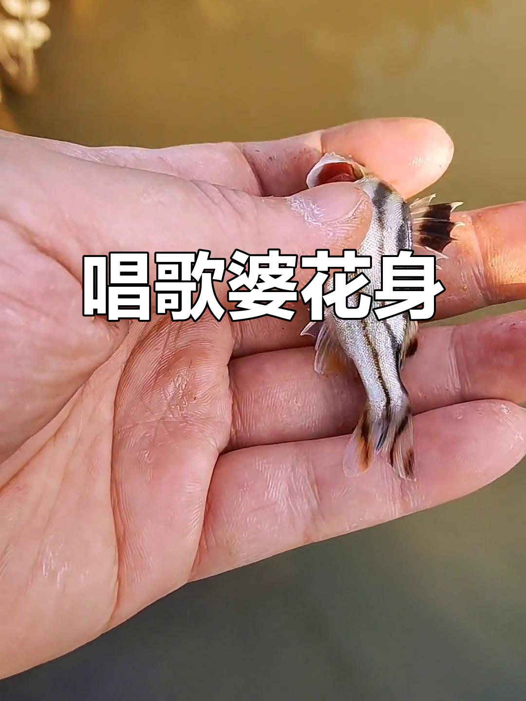 花身鯻：能唱歌的鱼，叫声像小鸟一样动听