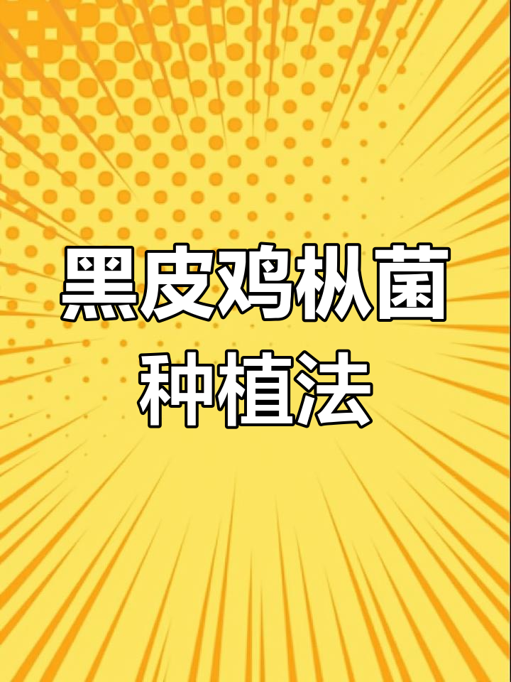 黑皮鸡枞菌种植技巧,教你如何提高产量