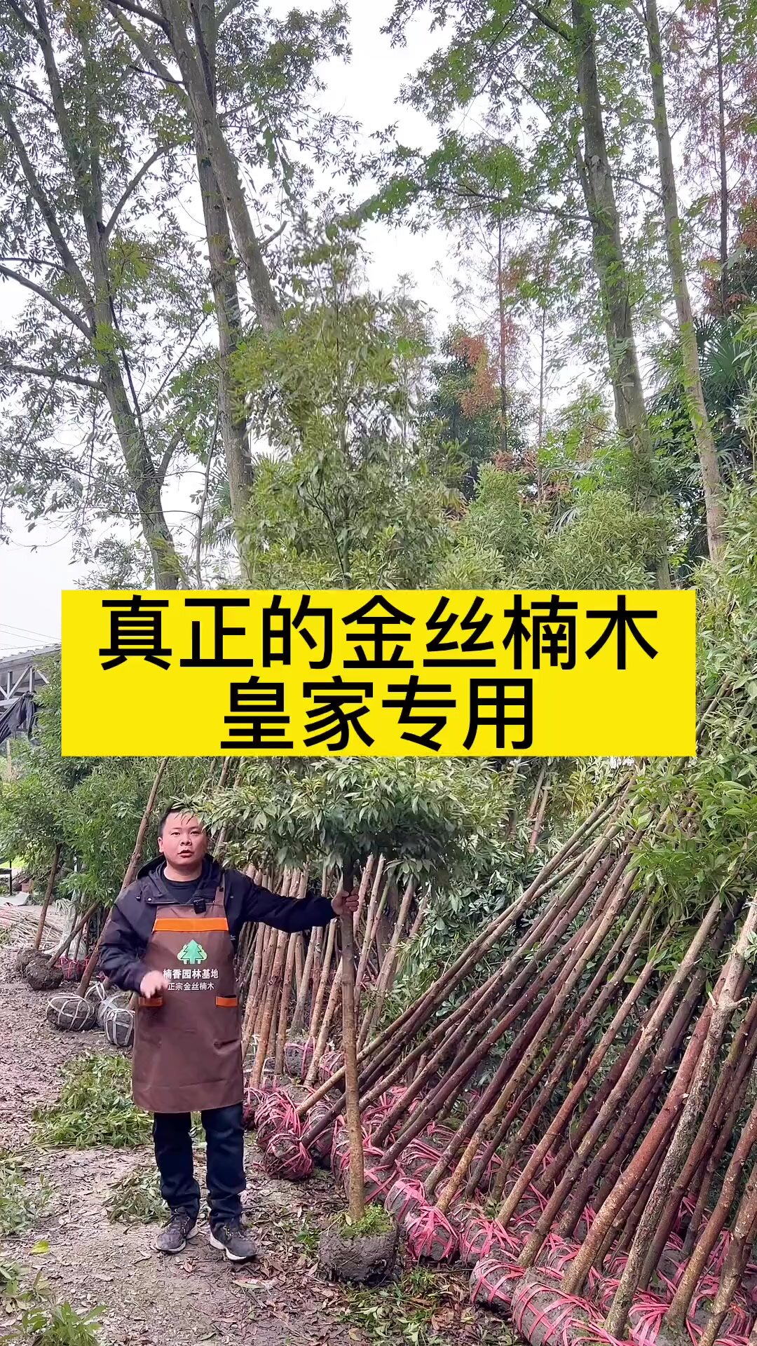 真正的金丝楠木品种,是小叶桢楠