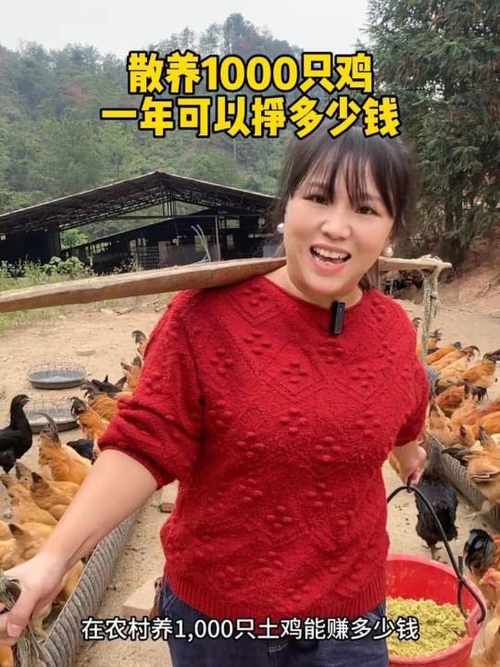 农村散养1000只鸡一年能挣多少，会亏钱吗？