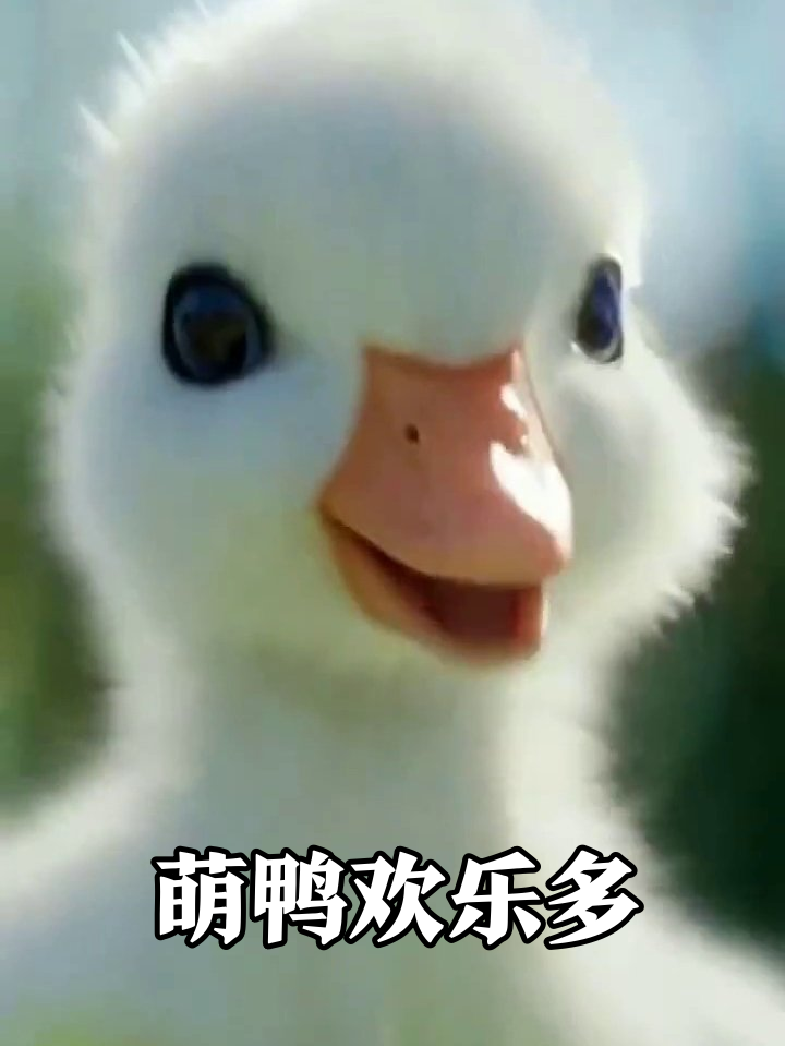 小鸭子模仿漫画学走路,单脚站立耍杂技萌翻了