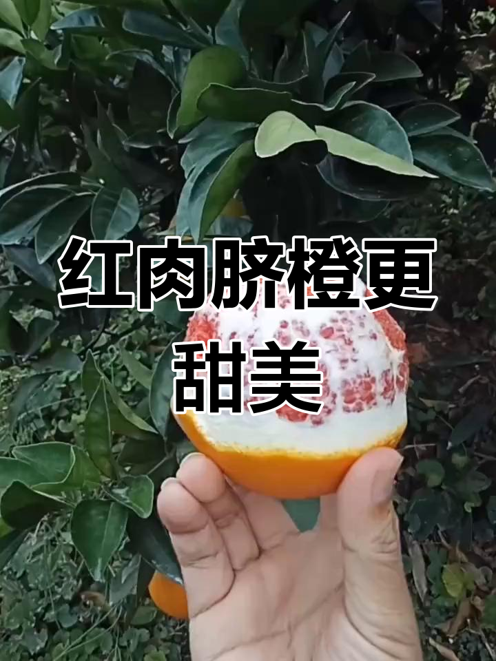 中华红肉脐橙与纽荷尔脐橙对比