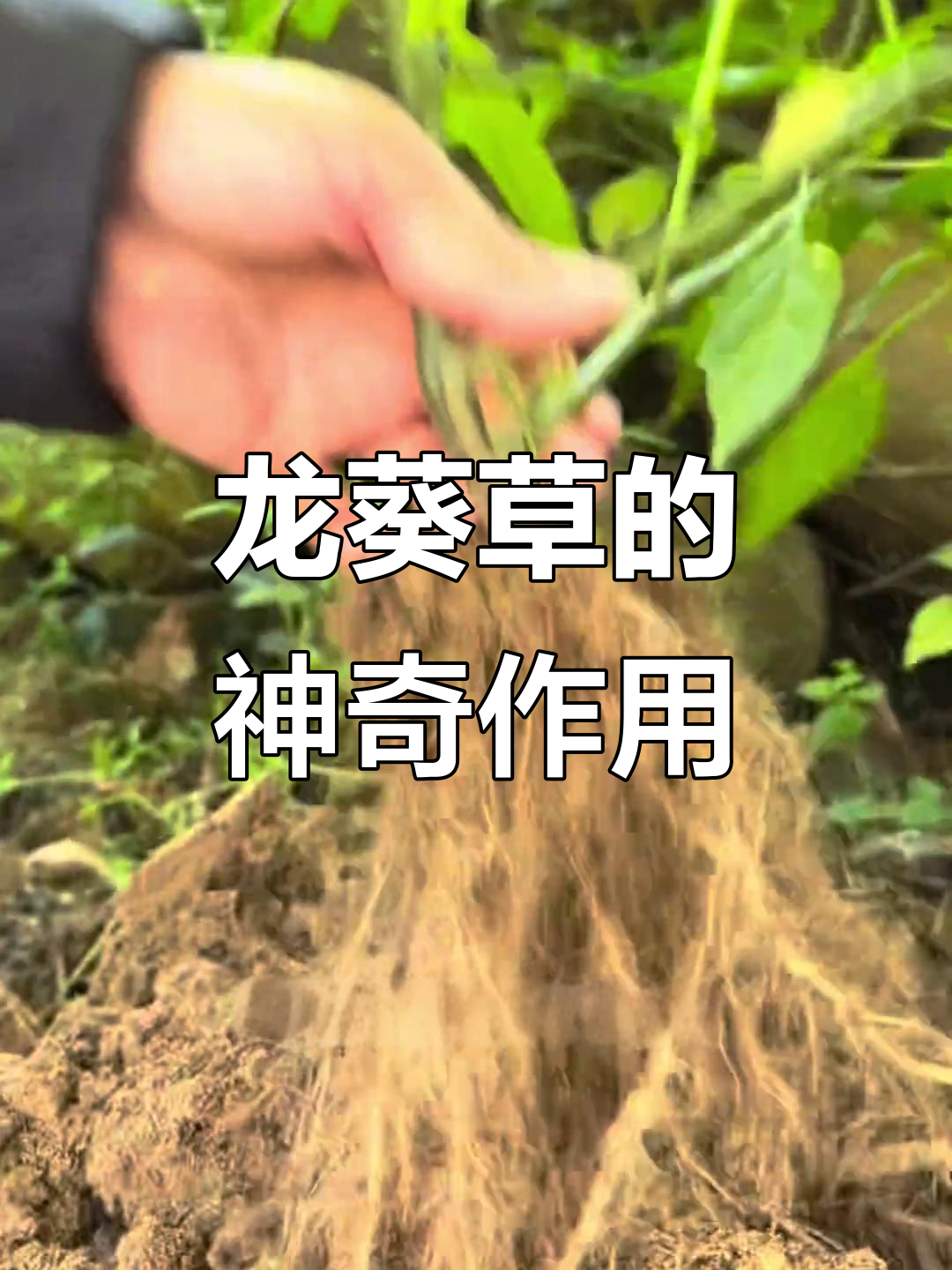 龙葵草:不仅是儿时野果,晒干后价值惊人