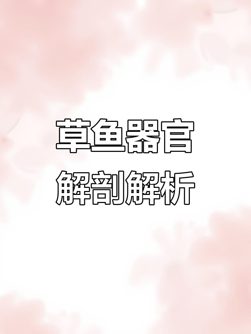草鱼解剖:从腮到心脏的详细展示