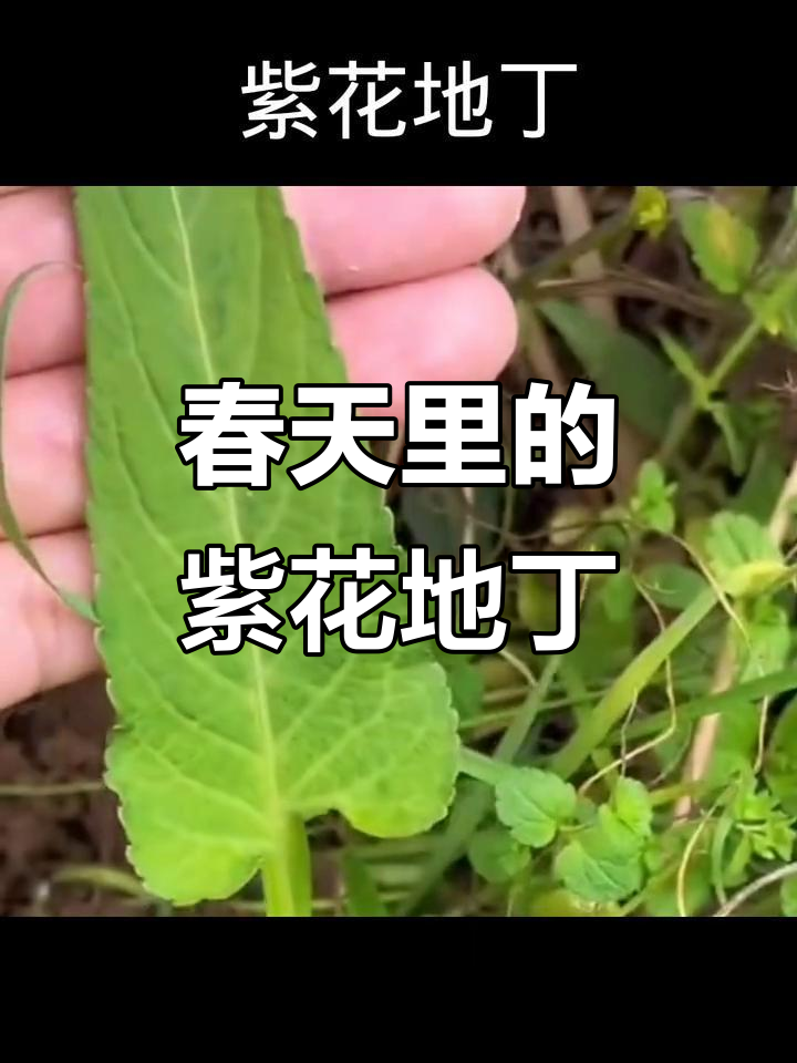 紫花地丁:早春的紫色野菜与药材