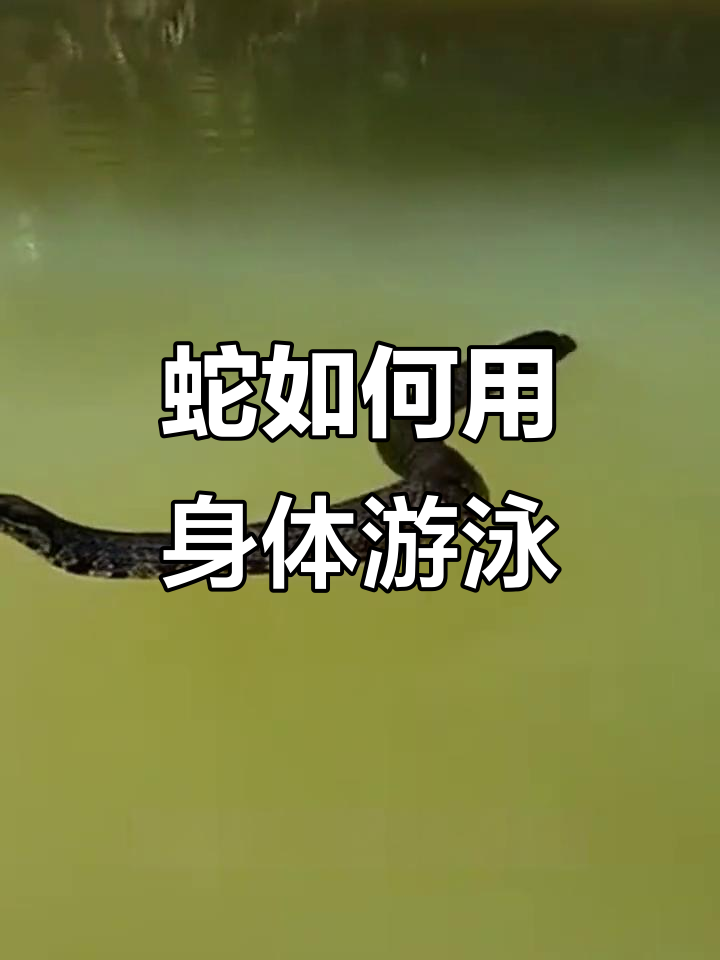 蛇没有四肢,怎么在水里游得那么快?揭秘它们的游泳方式