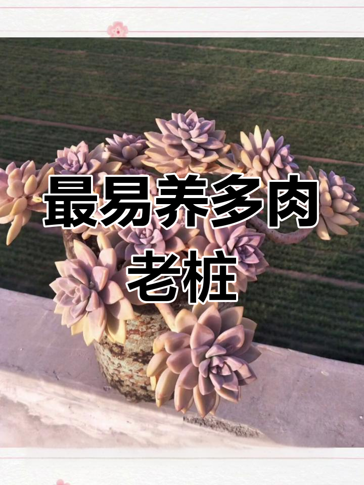 八种最容易养成老桩的多肉植物,经典品种教你如何快速上盆