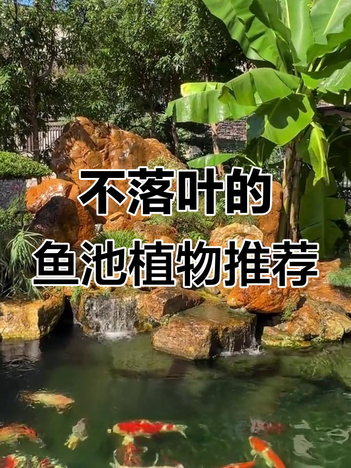 鱼池边选植物,不落叶的这些最适合