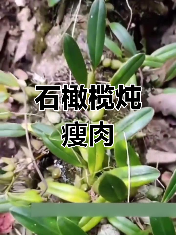深山石壁上的独特美味:石橄榄炖汤
