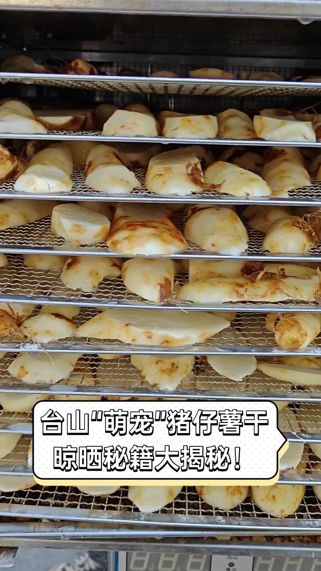 台山“萌宠”猪仔薯干,晾晒秘籍大揭秘!