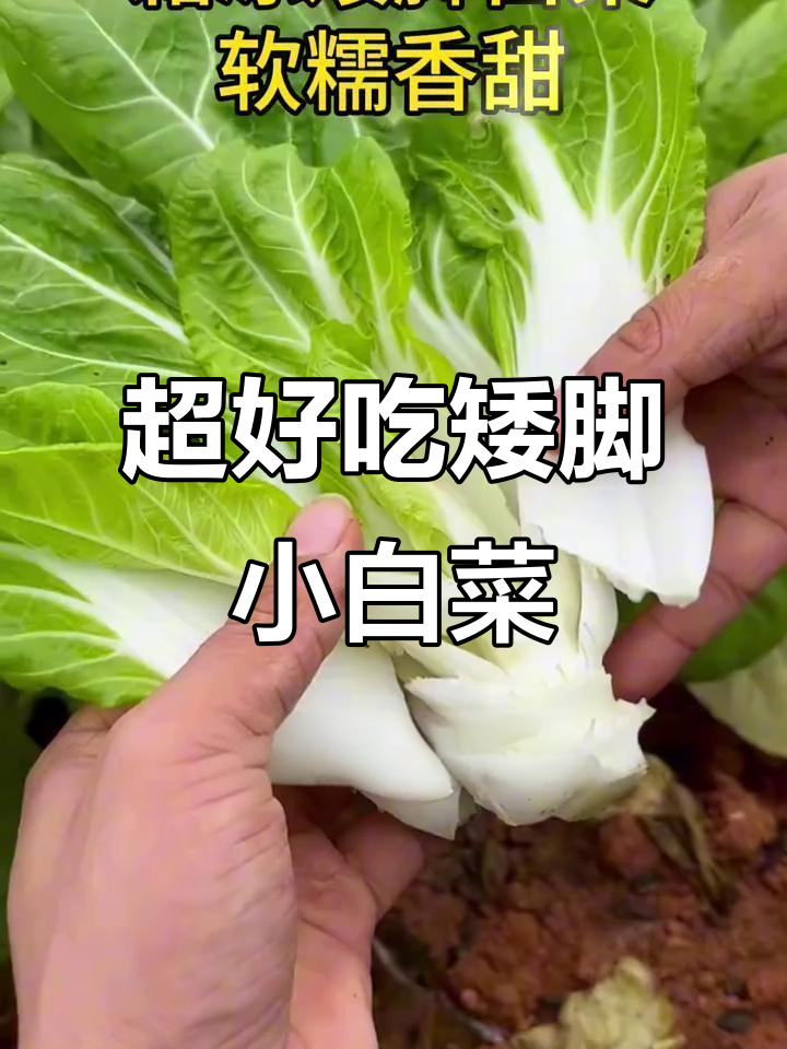农家矮脚白菜,清甜软糯比肉香!冬季必吃美味蔬菜