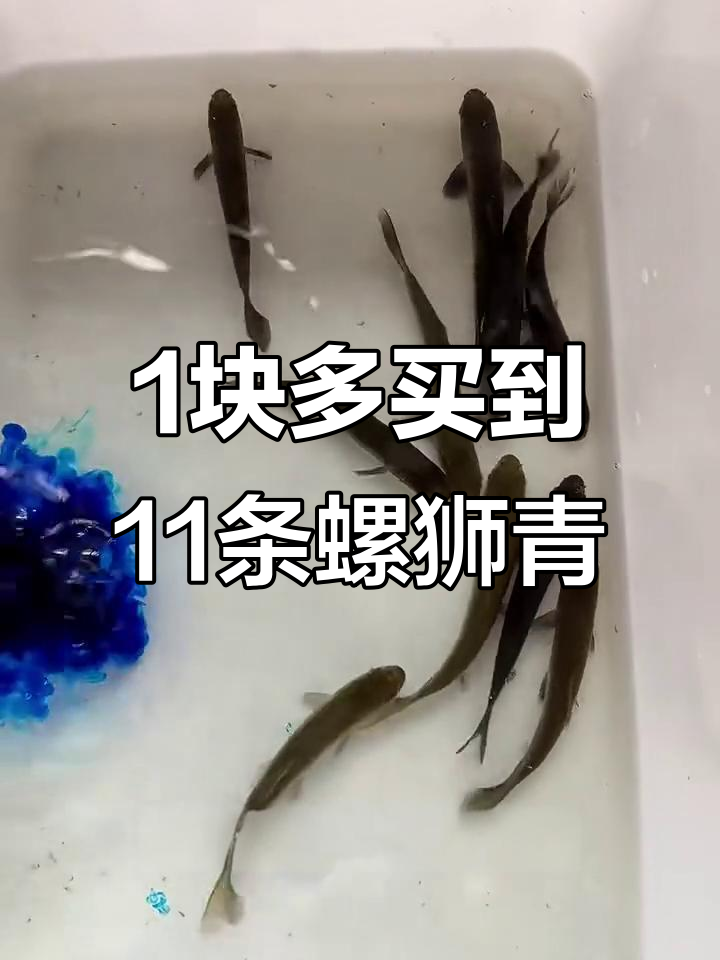 一块钱买11条正宗螺丝青,超值挑战养鱼苗