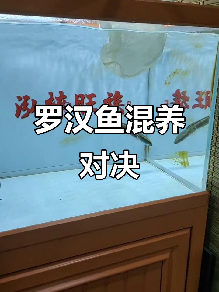 罗汉鱼混养大比拼,脾气暴躁谁能赢?