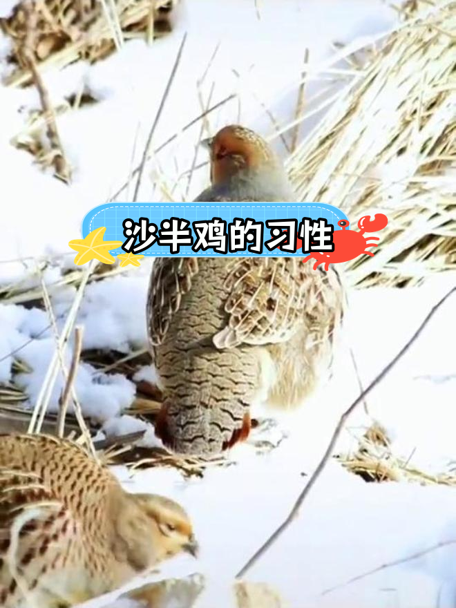沙半鸡的生活习性与繁殖行为