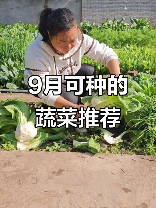 9月启程:九月到十二月种什么蔬菜最合适?