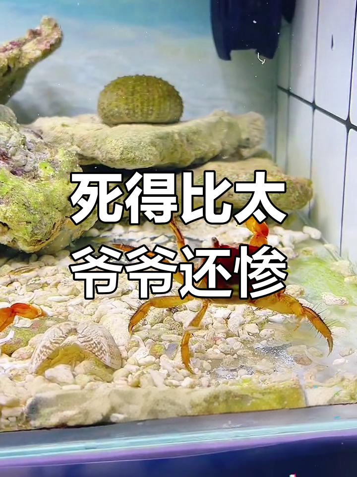 雀尾螳螂虾与螃蟹的较量:谁更惨?
