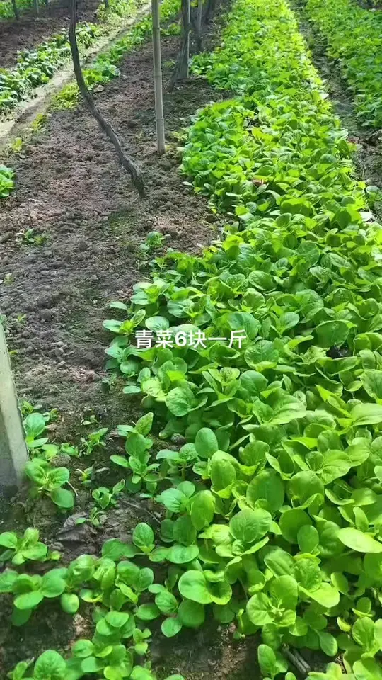 卖完青菜竟能买大奔，这生意门道太绝啦！