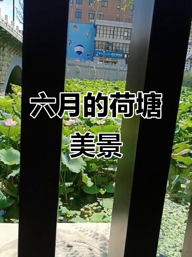 荷花盛开,六月美景尽收眼底