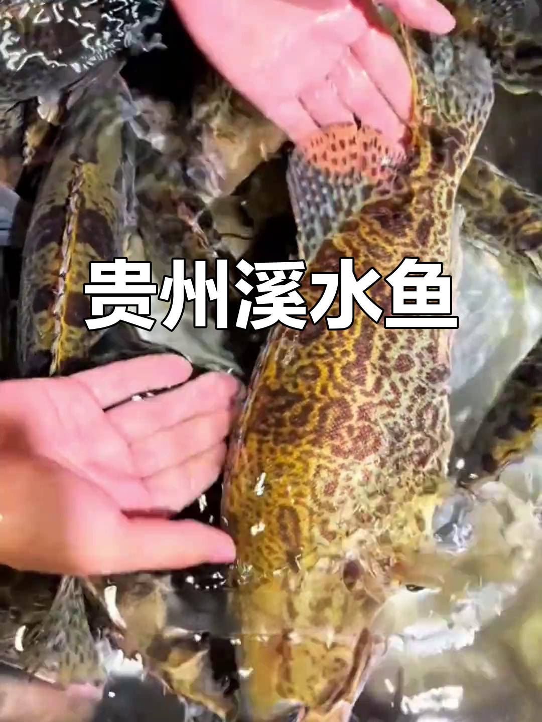 贵州溪流丰富,孕育独特鱼类,堪称自然奇观