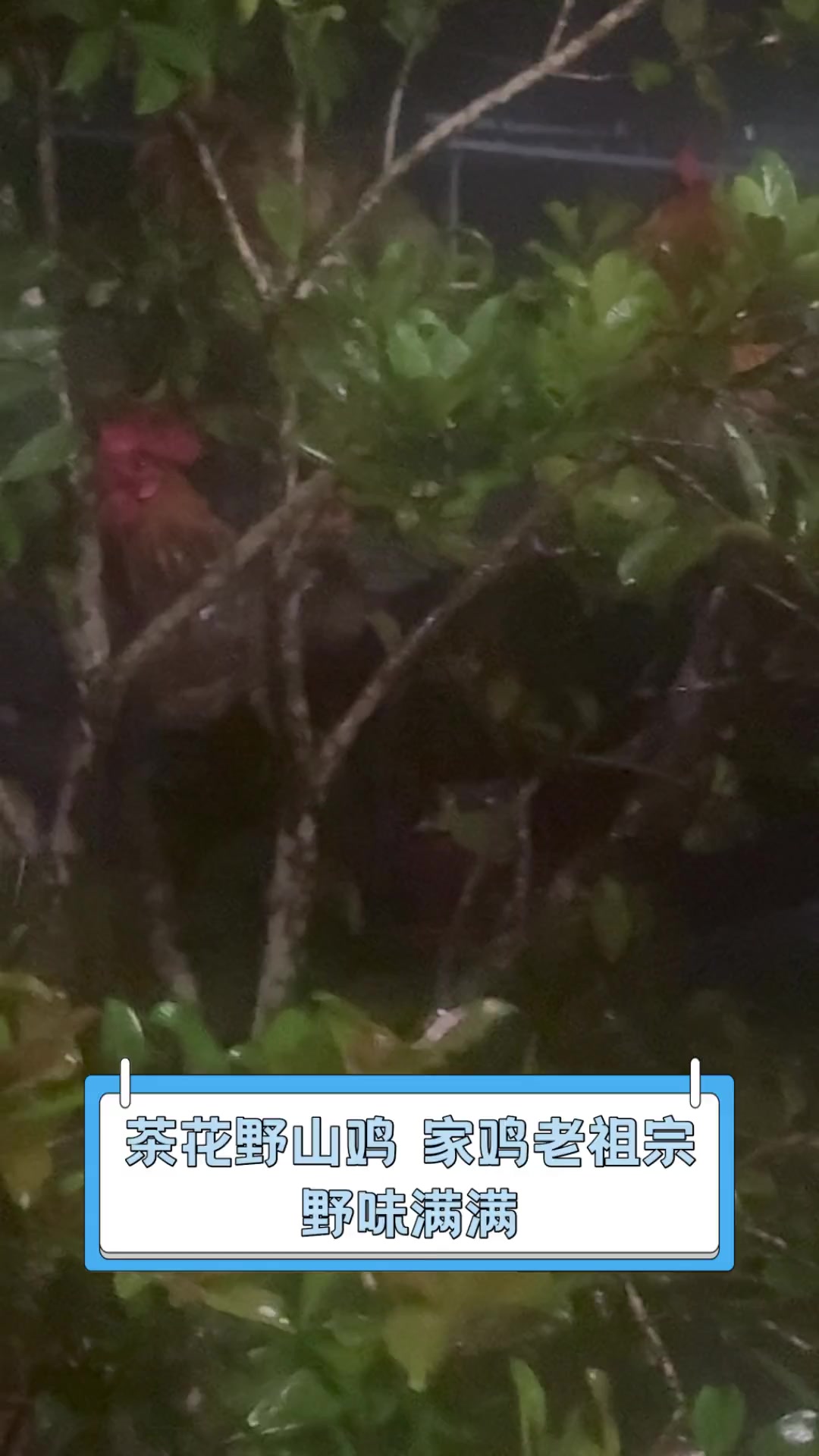 茶花野山鸡,家鸡老祖宗,野味满满