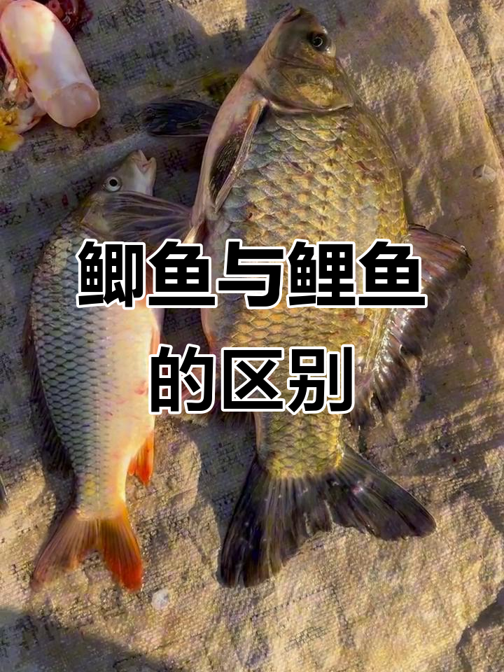 鲫鱼和鲤鱼的差别,你了解吗?