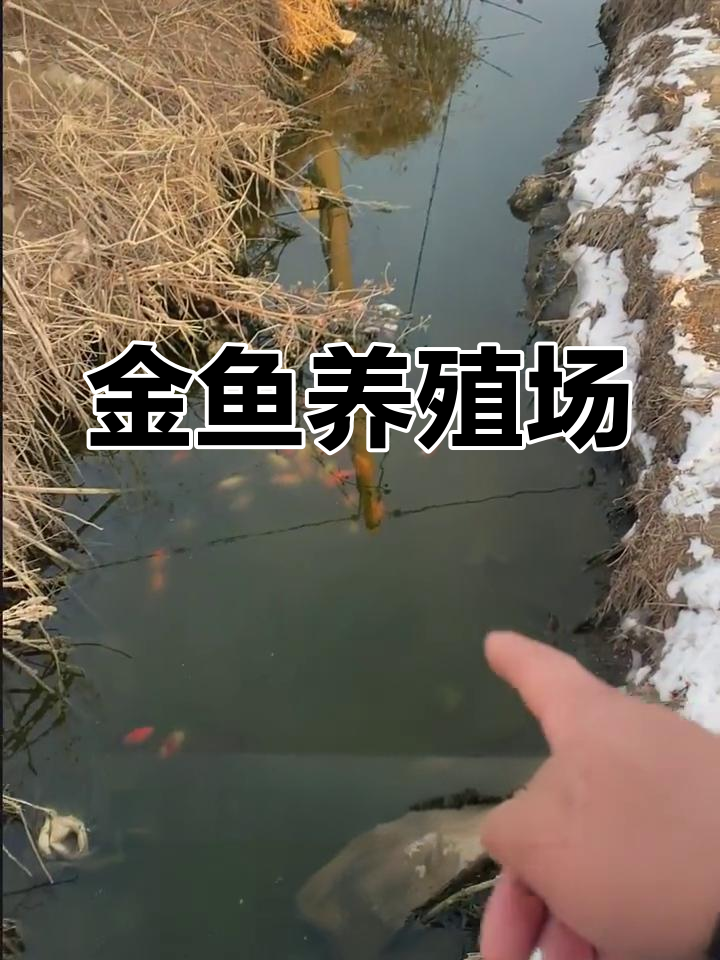 辽宁金鱼养殖场,喜欢小金鱼的快来关注!