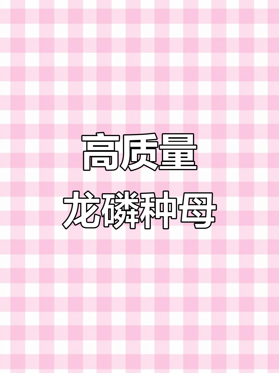 龙鳞种母鸡,带回家就能捡蛋!斗鸡场实拍精彩瞬间