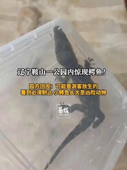 辽宁鞍山一公园内惊现鳄鱼!园方回应:可能是游客放生的 看到必须制止 小鳄鱼长大是凶险动物