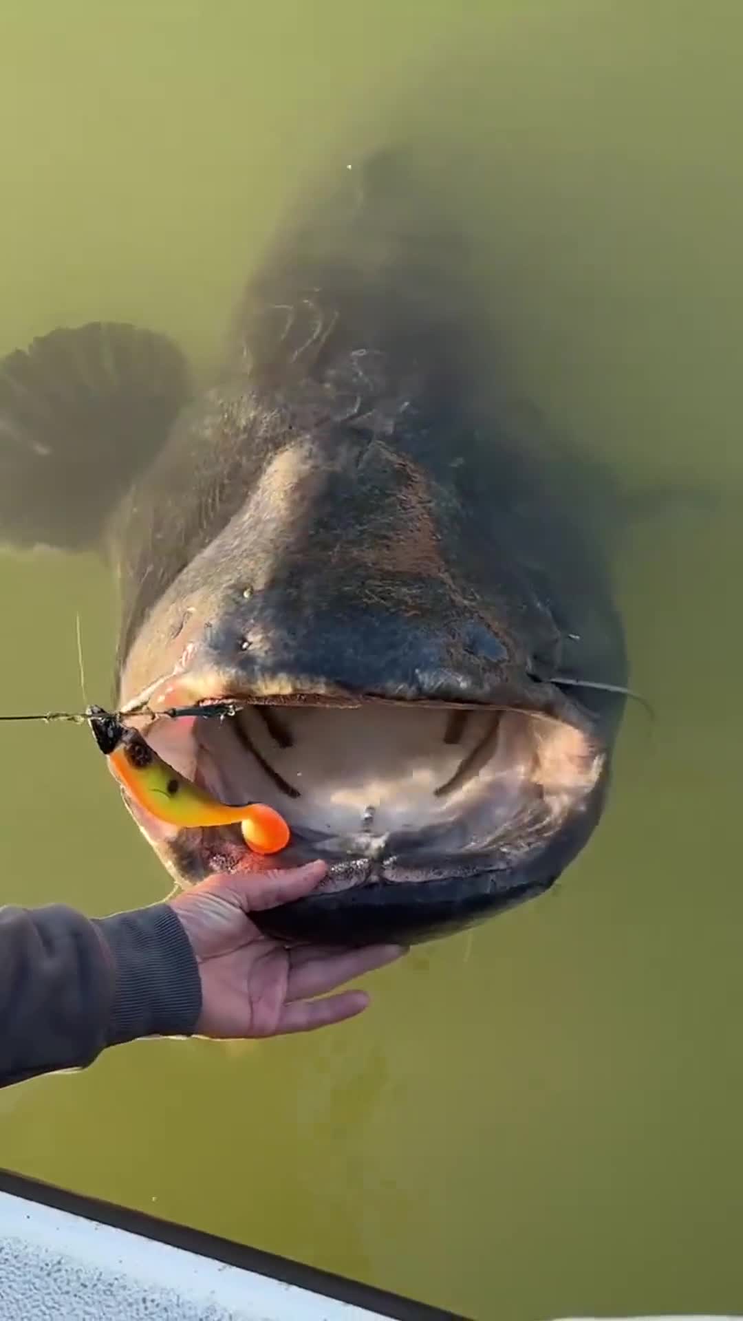 大鱼已遛翻 钓鱼