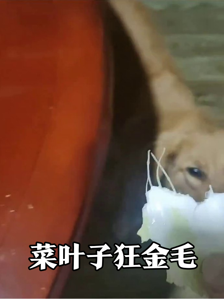 金毛沉迷吃白菜,地上捡漏藏桌底,切菜台堆菜它更狂