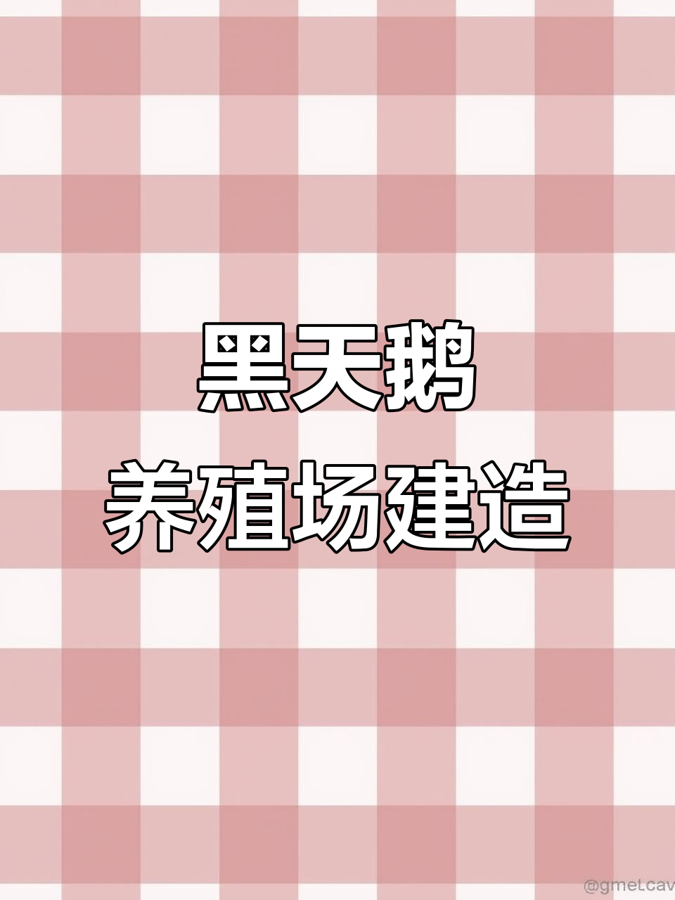 黑天鹅养殖基地施工揭秘,建设过程全纪录
