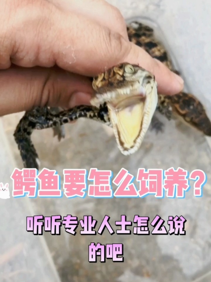小鳄鱼到底要怎么饲养?