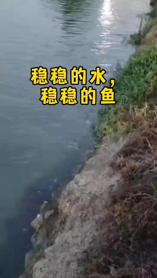 鳜鱼开胃旺 稳水 稳鱼 乡村振兴 鳜鱼